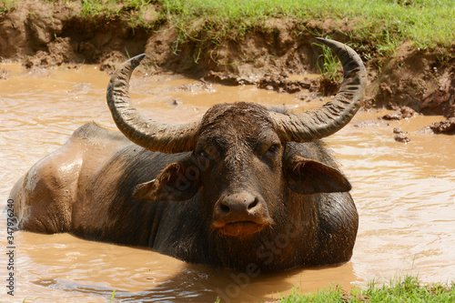 Water Buffalo (Bubalus arnee f. bubalis) taking a mud bath at Yala National Park, Sri Lanka