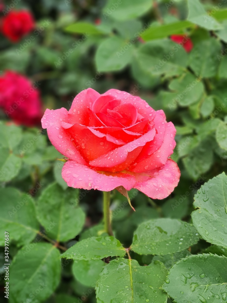 Obraz premium Pink Rose flower with raindrops. Nature.