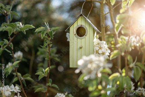 Birdhouse in spring with blossom cherryflower