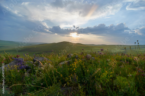 Fields of flowering grass under the evening sky. Zabaykalsky Krai. Russia. photo