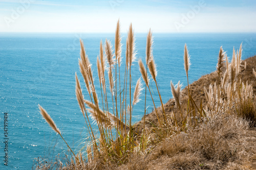 Pampas grass at the Pacific Coast Highway  California