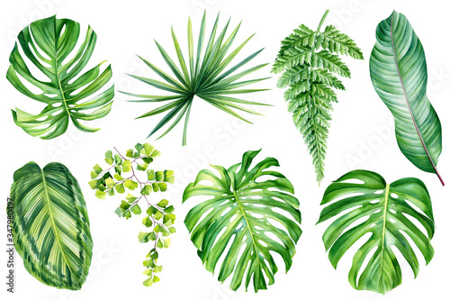 Jungle botanical watercolor illustrations  floral elements. tropical plants  palm leaves  monstera  calathea  strelitzia  fern  and other. Tropical leaves set