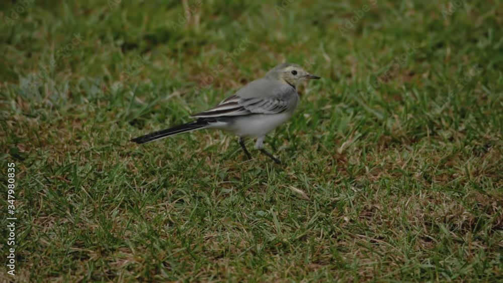 Wild bird white wagtail on grass Wild bird white wagtail on grass