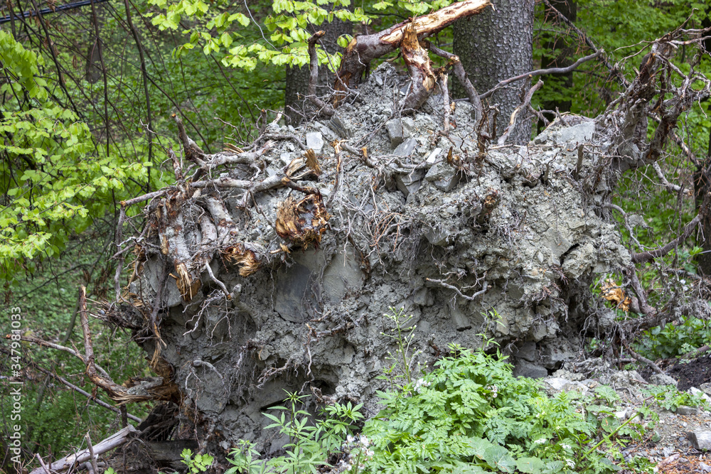 Obraz premium Detail of an uprooted tree with roots and clay