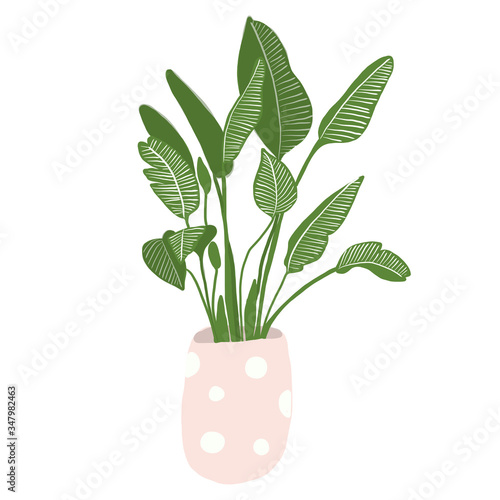 vector illustration of house plant on white background. 