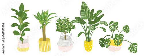 potted plants collection. succulents and house plants. hand drawn vector illustration. Set of house indoor plant vector cartoon doodle.