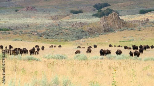 Many herd of bison grazing on grass walking panning by flowers on Antelope Island State Park near Great Salt Lake City in Utah, USA