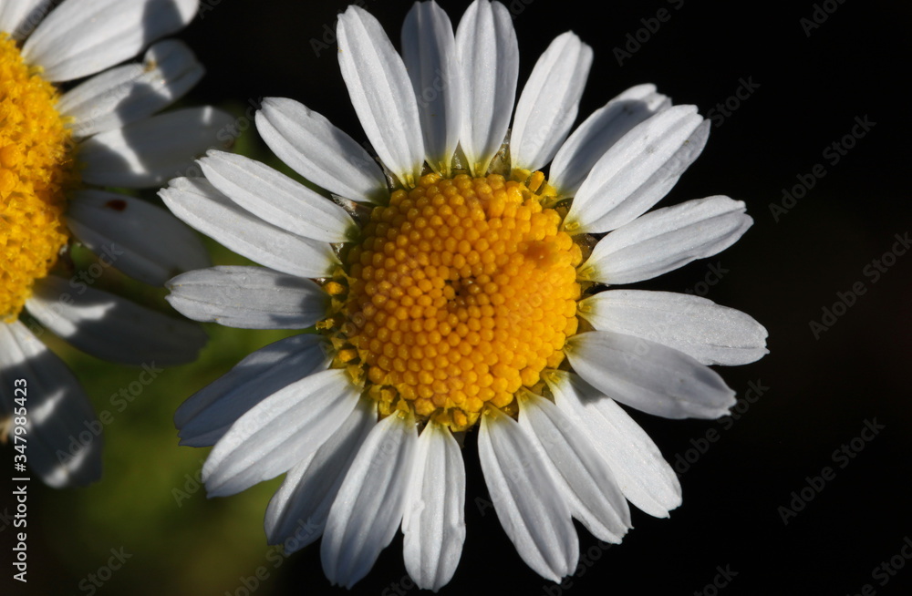 Fototapeta premium Scentless false mayweed blossom ( Tripleurospermum inodorum ) with ligulate and disc florets in bloom