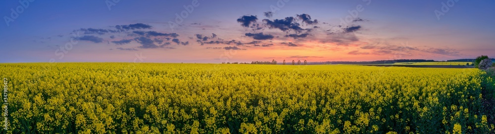 Summer panoramic view of the abundant flowering of rapeseed in the western sun.