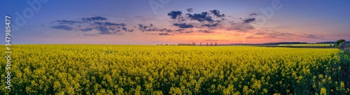 Summer panoramic view of the abundant flowering of rapeseed in the western sun.