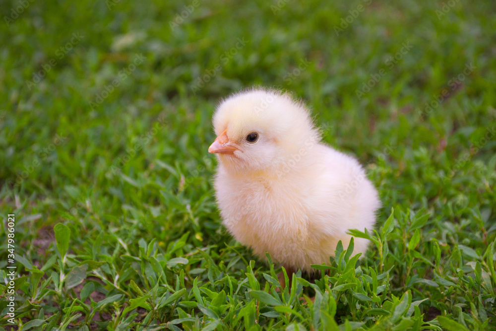 Little cute yellow baby chicken standing in the grass