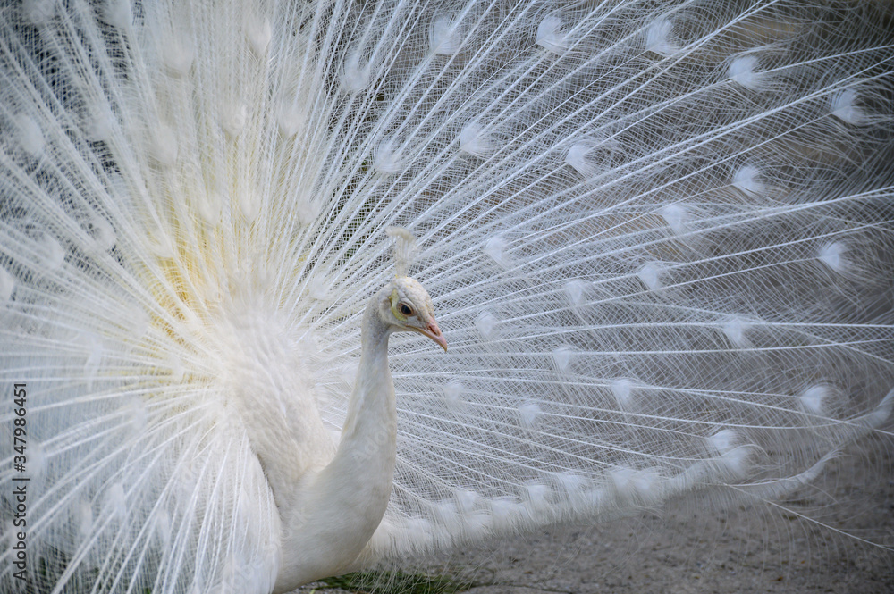 Naklejka premium paw