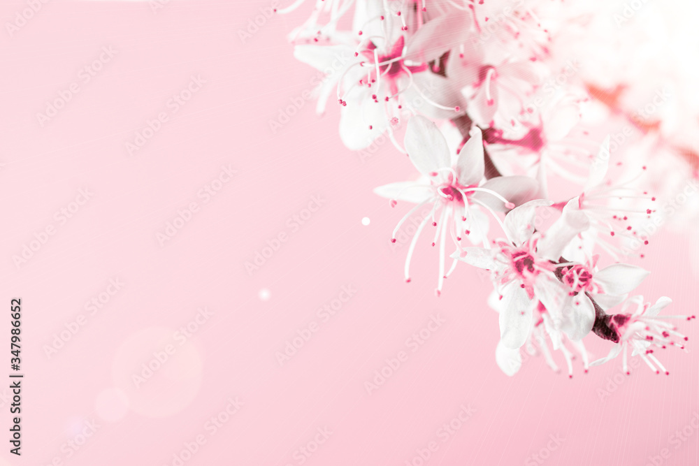 May flowers. Spring blossom and April floral nature on pink background. Beautiful scene with blooming tree. Easter Sunny day. Orchard abstract blurred background. Springtime.