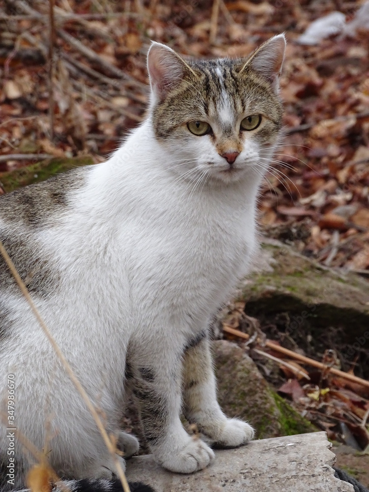 cat in the garden