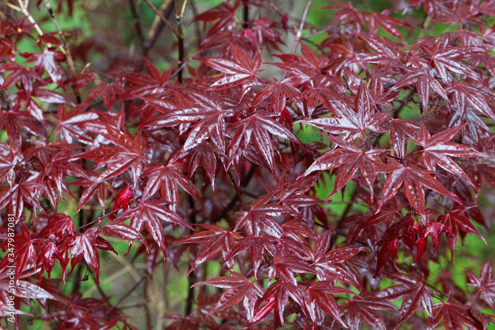 Red leaves of a Japanese maple, Acer palmatum. Red leaves of a Japanese maple, Acer palmatum.