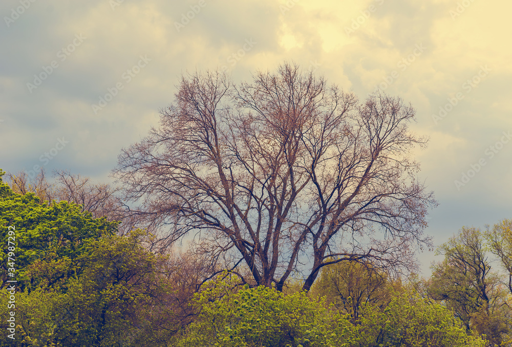 view on different forest trees in the spring view on different forest trees in the spring