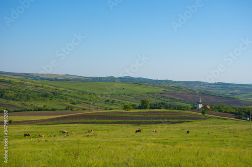 Landscape with agricultural fields, little charming church and cows grazing in Transylvania, Romania.