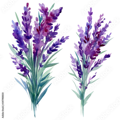 Bouquet of lavender flowers on a white background  watercolor hand drawing  botanical painting.