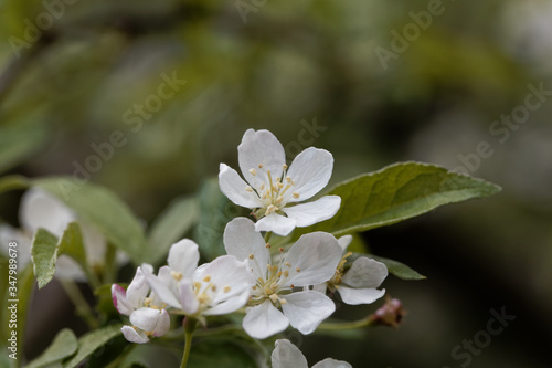 Flowers of a Toringo crabapple  Malus sieboldii.