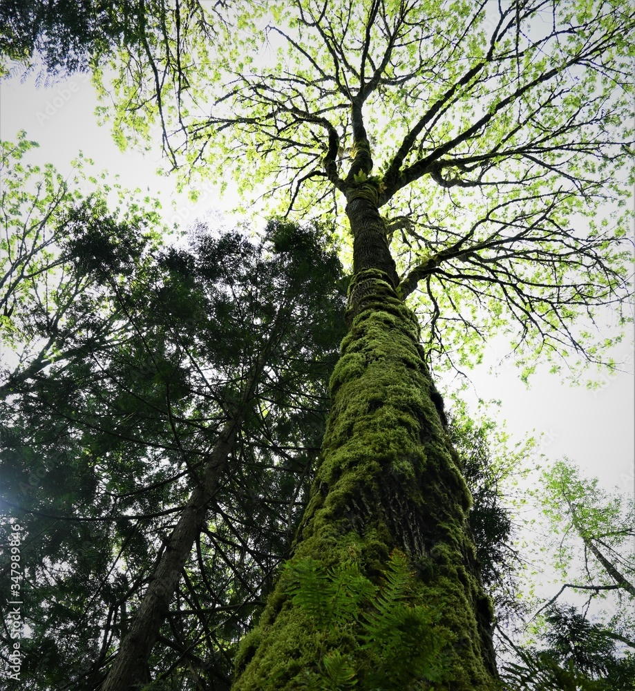 Fototapeta premium trees in forest, looking up