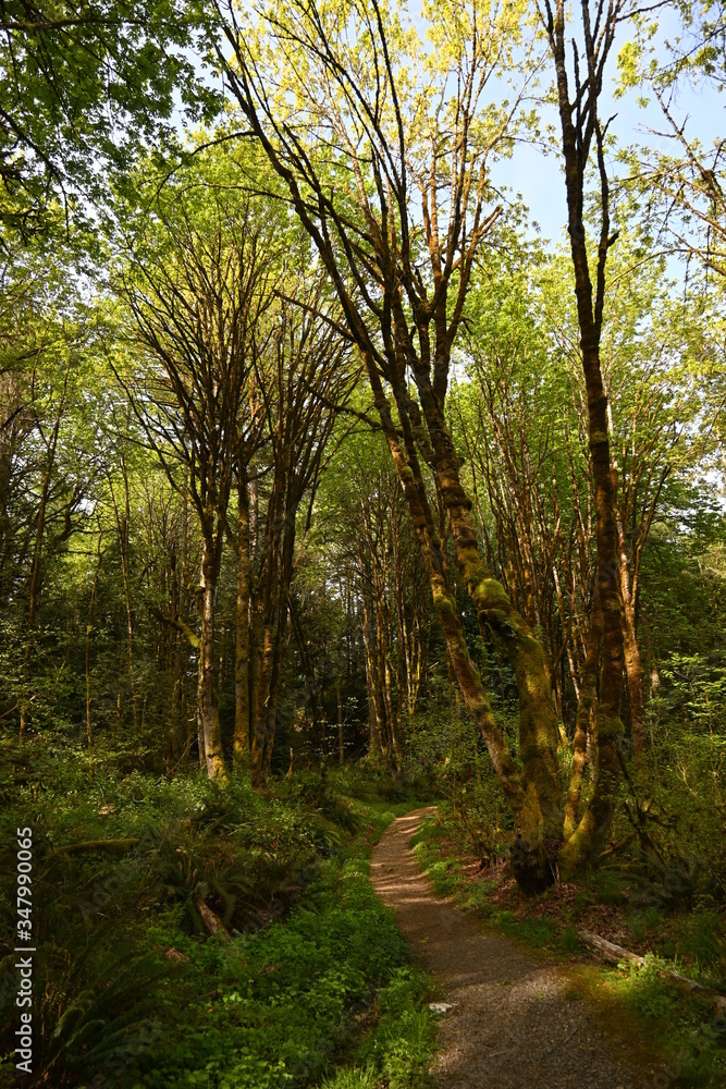 Fototapeta premium path in the forest