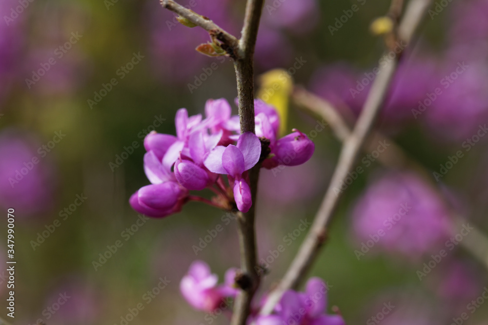 Flowers of a Chinese redbud, Cercis chinensis. Flowers of a Chinese redbud, Cercis chinensis.