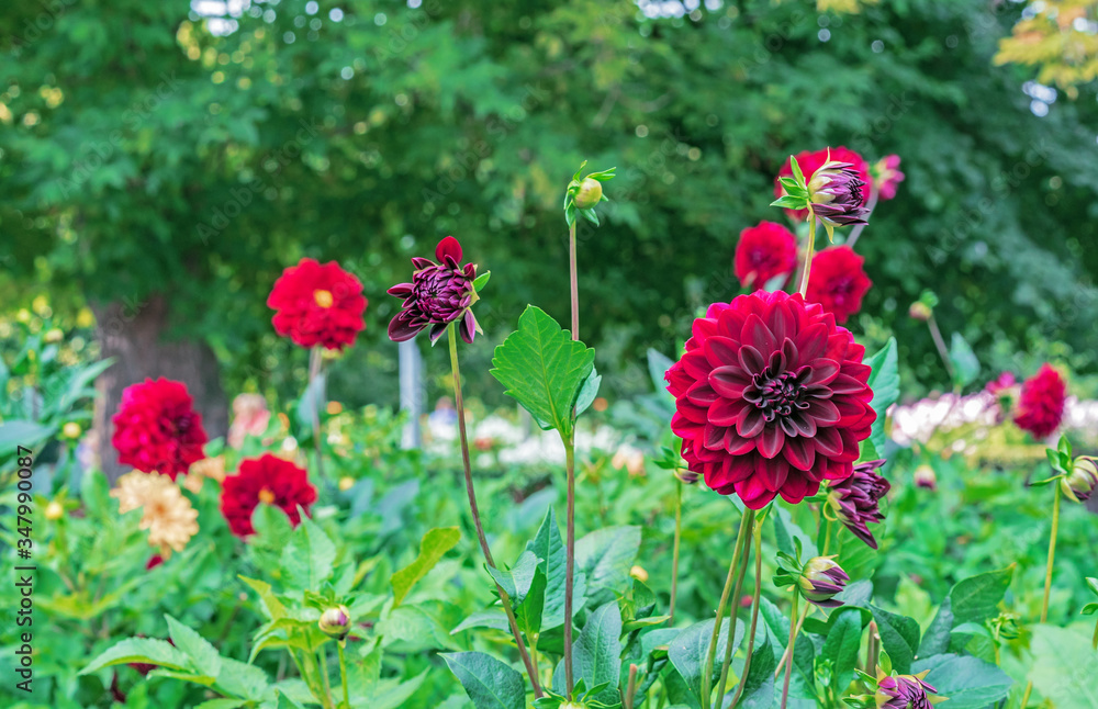 Red dahlias Arabian night in a summer garden. Red dahlias Arabian night in a summer garden.