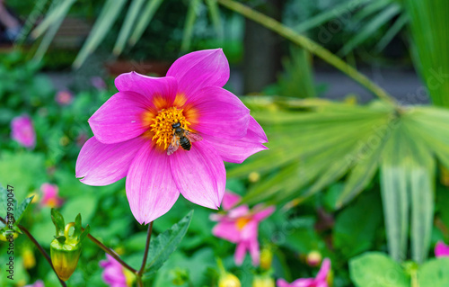 Annual dahlias of the Mignon group in the summer garden.