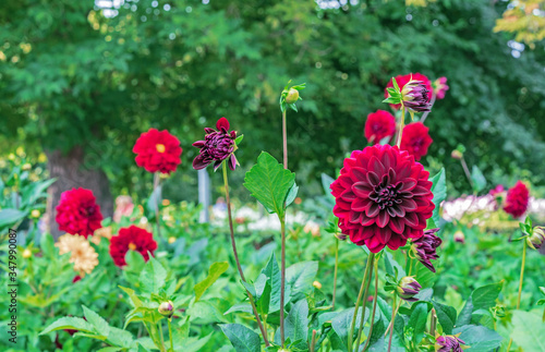 Red dahlias Arabian night in a summer garden.
