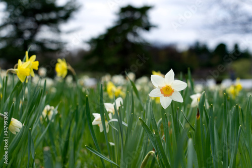 Fototapeta Naklejka Na Ścianę i Meble -  Tulips on a spring day