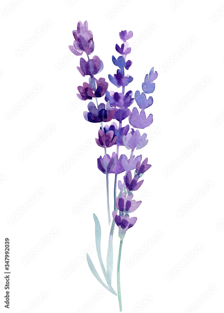 Fototapeta premium lavender on a white background, watercolor hand drawing, botanical painting, purple flowers