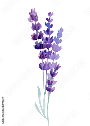 lavender on a white background, watercolor hand drawing, botanical painting, purple flowers