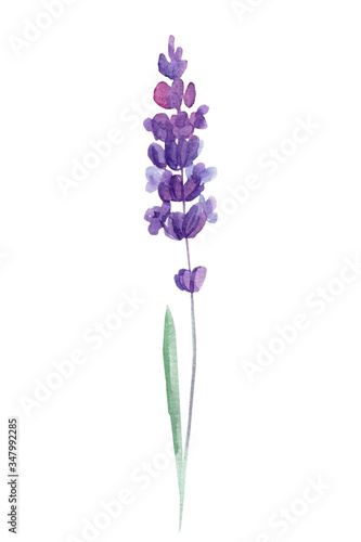 lavender on a white background  watercolor hand drawing  botanical painting  purple flowers