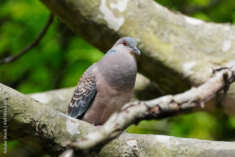 turtle dove on branch turtle dove on branch