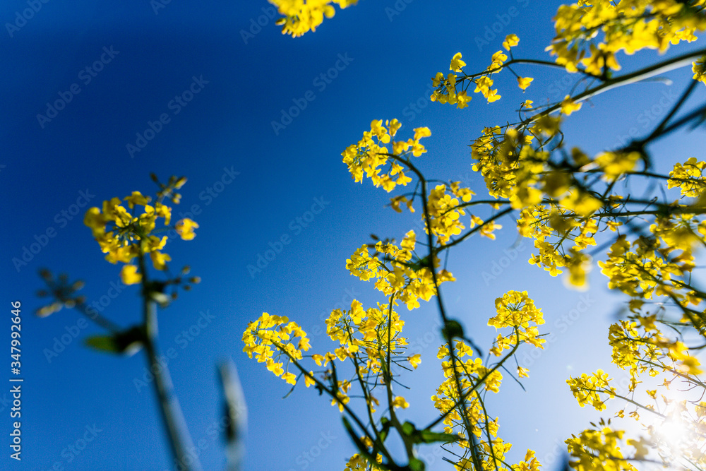 Obraz premium Rapsfelder im Sommer