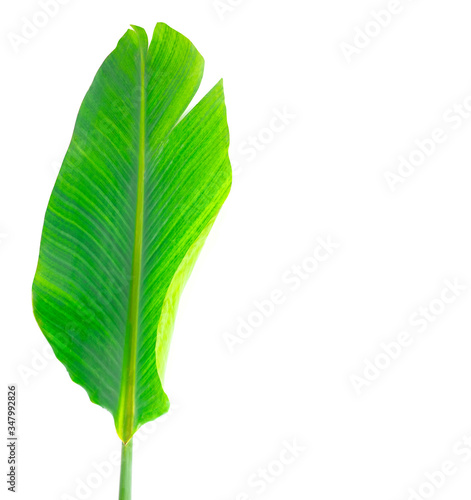 Green leave isolated on white. Empty spave for writing a text.  photo