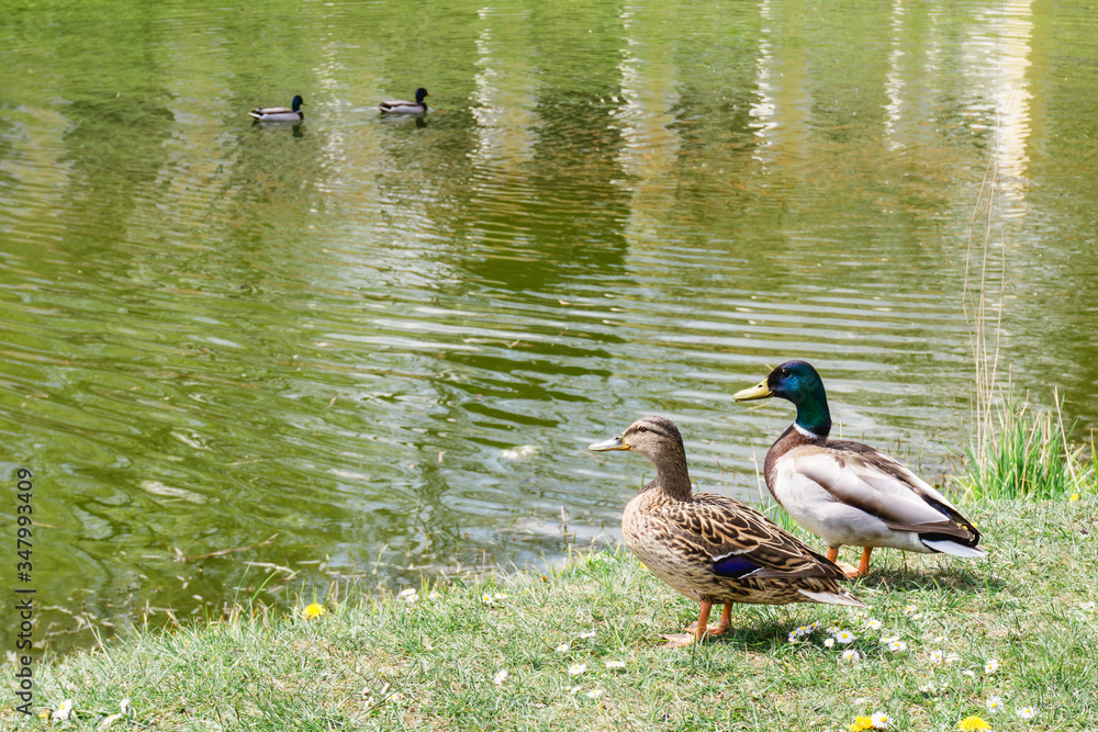 Two ducks in park. Mallard in natural environment. Bird on grass outdoor background. Animal freedom and wildlife. Two ducks in park. Mallard in natural environment. Bird on grass outdoor background. Animal freedom and wildlife.