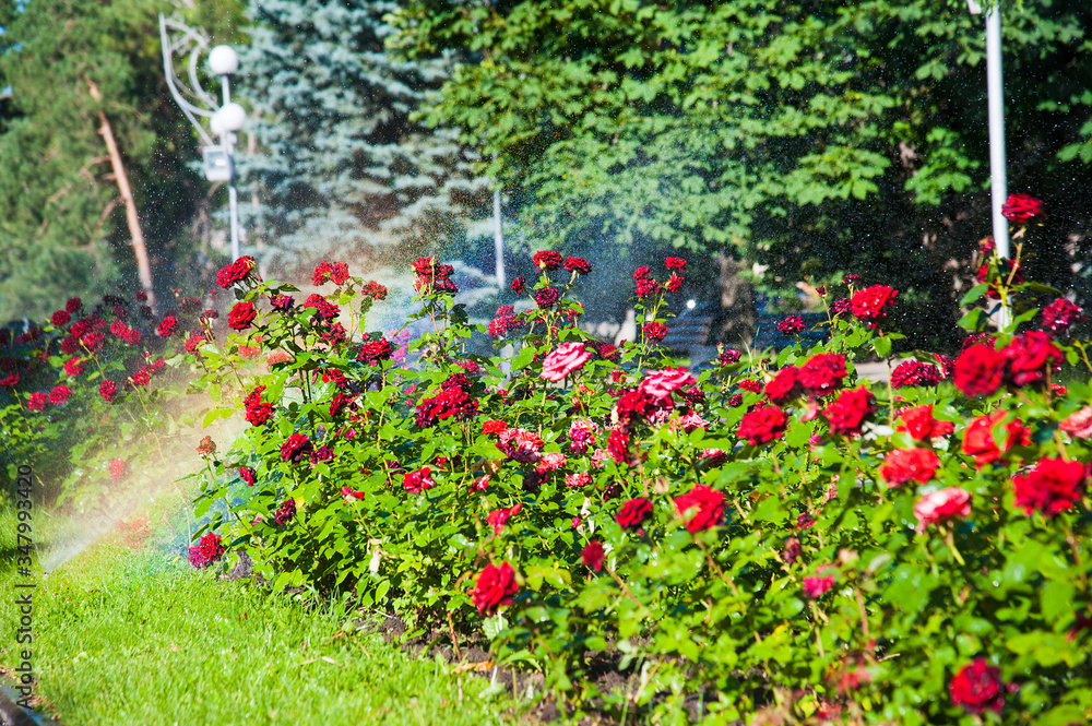 Watering lawn and rose flowers in the morning in park