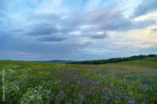 Fields of flowering grass under the evening sky. Zabaykalsky Krai. Russia. © Anna