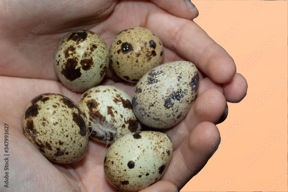 Obraz premium six quail eggs in your hands
