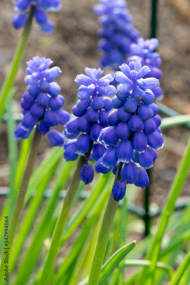 Sping flowers. Grape hyacinth Muscari. Blue Muscari. Mouse hyacinth Sping flowers. Grape hyacinth Muscari. Blue Muscari. Mouse hyacinth