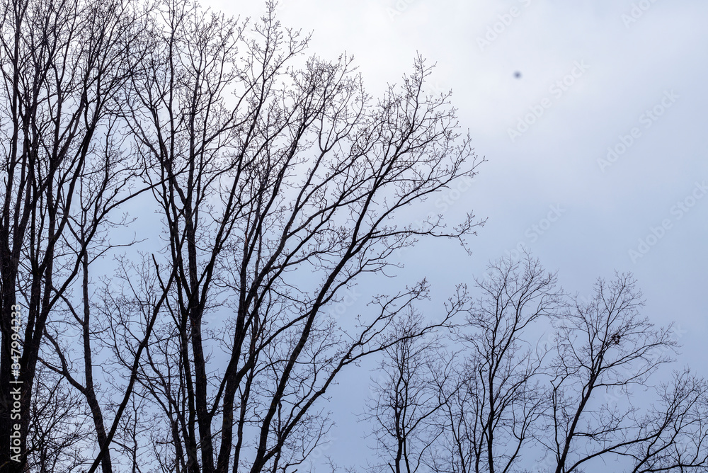Trees without leaves against the sky Trees without leaves against the sky