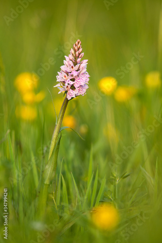 Close up of a pink Pyramidal orchid, Anacamptis pyramidalis, in a chalk grassland meadow with blurred yellow spring flowers in the grass background. © Colleen Slater