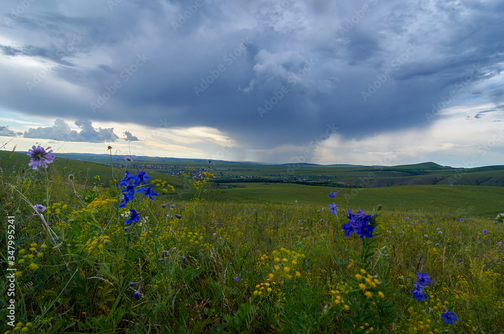 Rain clouds over the steppe covered with flowers and grass. Zabaykalsky Krai. Russia.