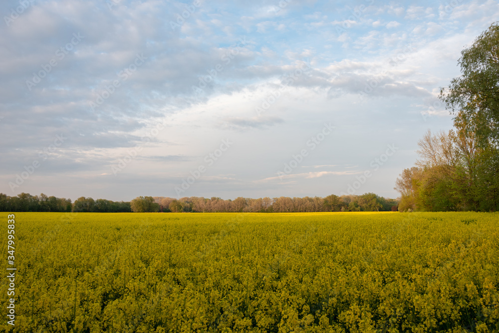 Field of yellow rape in Poland. Selective focus. 