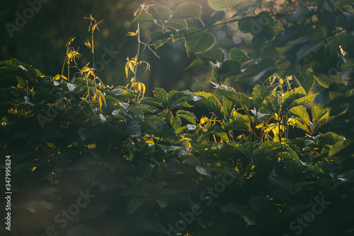 Virginia creepers plant or Parthenocissus quinquefolia Green hedge on the fence and lilac bushes transillumination illuminated by the bright summer sun. Selective focus macro shot with small DOF bokeh photo