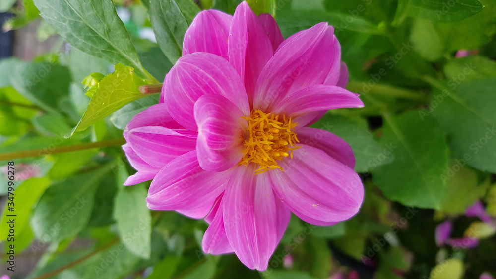 Obraz premium Close up of beautiful dahlia flower