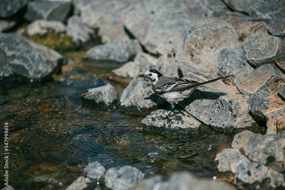 White Wagtail, Motacilla alba bird bathes in a pond and basks on stones under the rays of the summer sun White Wagtail, Motacilla alba bird bathes in a pond and basks on stones under the rays of the summer sun