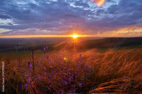 Feather grass and flowers in the steppe in the sunset. Zabaykalsky Krai. Russia.