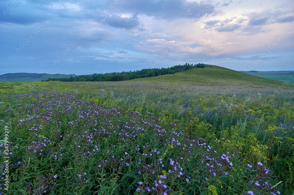 Fields of flowering grass under the evening sky. Zabaykalsky Krai. Russia. Fields of flowering grass under the evening sky. Zabaykalsky Krai. Russia.
